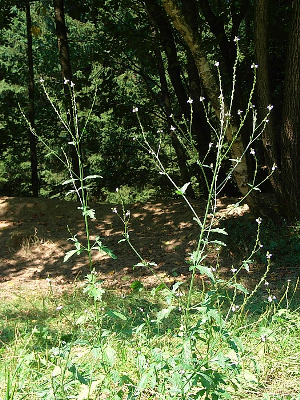 Verbena officinalis.JPG